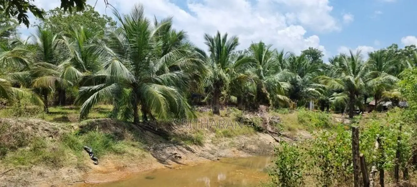 Coconut Farm, Building Material Yard With House For Sale. In Batticalo