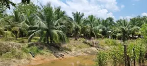 Coconut Farm, Building Material Yard With House For Sale. In Batticalo