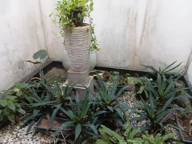 House for Rent in Colombo 08 ( FILE NO 5652B)