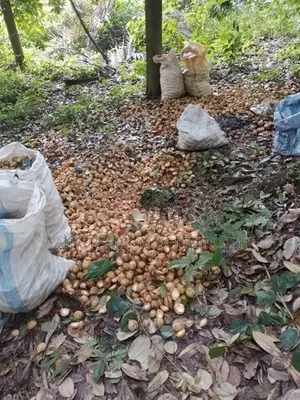 34 P Land For Sale Mawathupola Alawathugoda Akurana