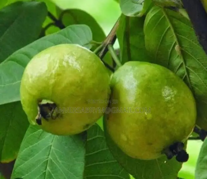 10.5 P Land For Sale .Waththegedara Katugastota