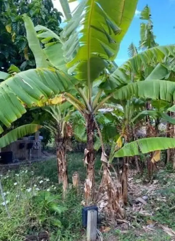 10.5 P Land For Sale .Waththegedara Katugastota