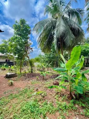 පිළියන්දල පදිංචියට වටිනා ඉඩමක් වහාම විකිණීමට