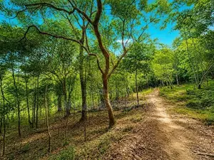 2.5 Acre Scenic Land for Sale at Pambahinnda, Belihuloya.
