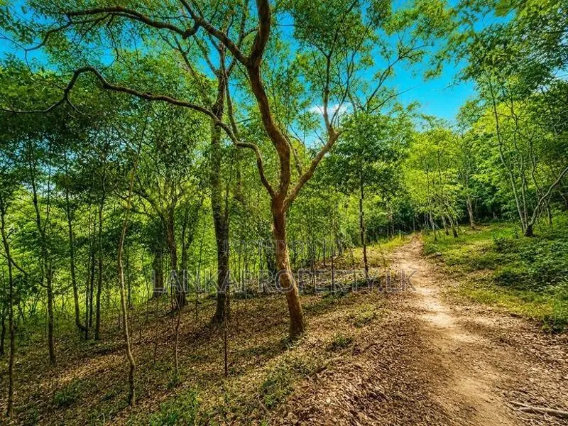 2.5 Acre Scenic Land for Sale at Pambahinnda, Belihuloya.