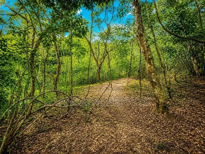 2.5 Acre Scenic Land for Sale at Pambahinnda, Belihuloya.