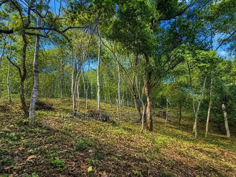 2.5 Acre Scenic Land for Sale at Pambahinnda, Belihuloya.