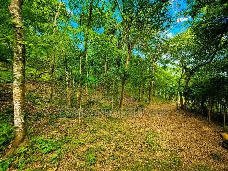 2.5 Acre Scenic Land for Sale at Pambahinnda, Belihuloya.