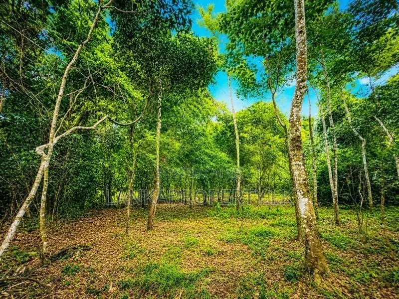 2.5 Acre Scenic Land for Sale at Pambahinnda, Belihuloya.