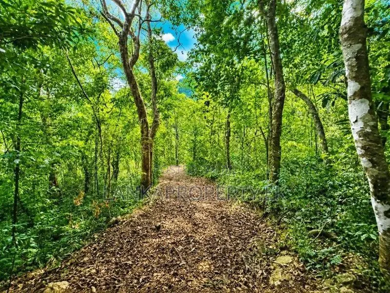 2.5 Acre Scenic Land for Sale at Pambahinnda, Belihuloya.