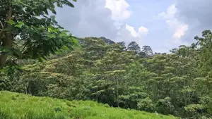Valuable Land for Sale in Pussellawa