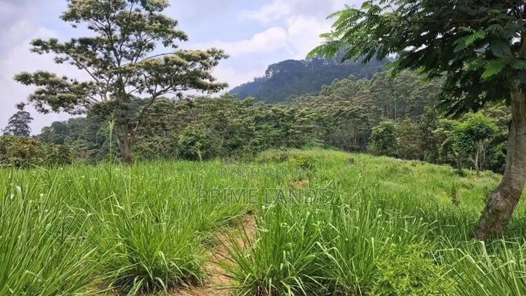 Valuable Land for Sale in Pussellawa