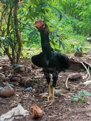 ජාල කුකුලන්