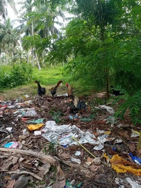 ජාල කුකුලන්