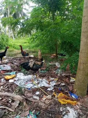 ජාල කුකුලන්