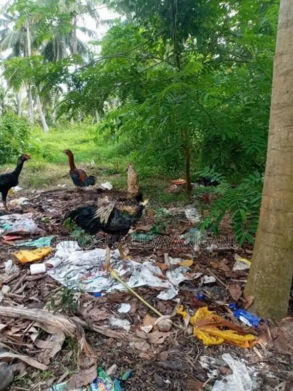ජාල කුකුලන්
