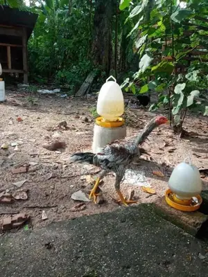 ජාල කුකුලන්
