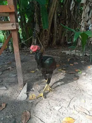 ජාල කුකුලන්