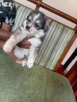 Lion Pomeranian Puppies