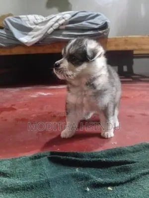 Lion Pomeranian Puppies