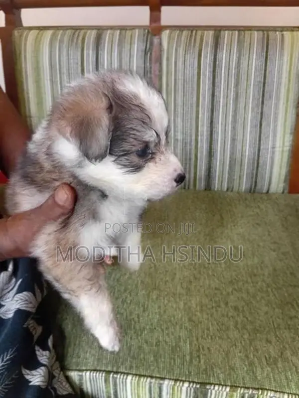 Lion Pomeranian Puppies
