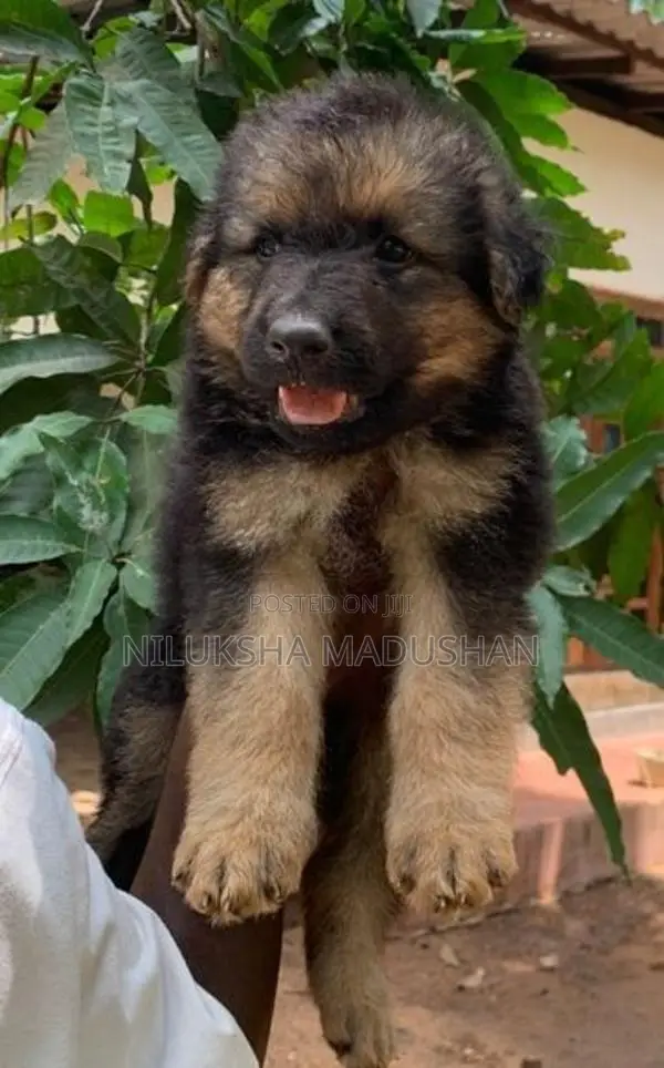 German Shepherd Puppies For Sale