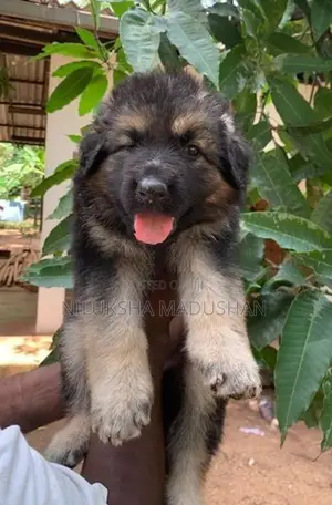 German Shepherd Puppies For Sale