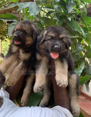 German Shepherd Puppies For Sale