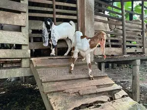 Jamunapari Goats