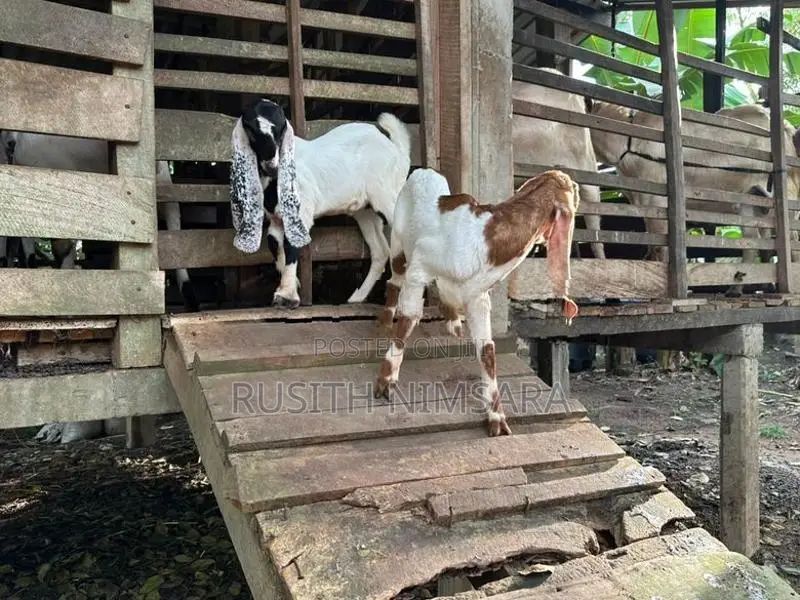 Jamunapari Goats