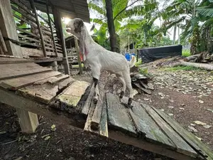 Jamunapari Goats