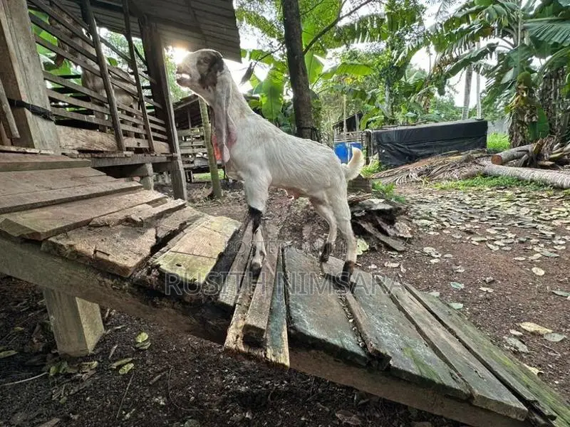 Jamunapari Goats