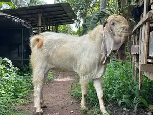 Jamunapari Goats