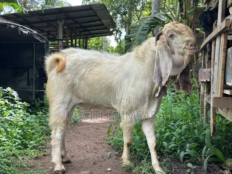 Jamunapari Goats