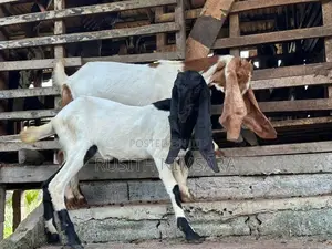 Jamunapari Goats