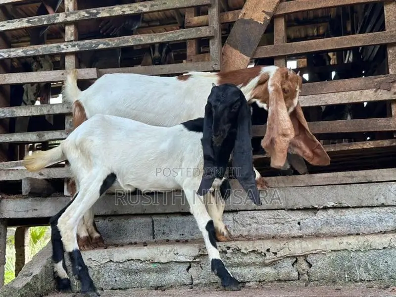 Jamunapari Goats