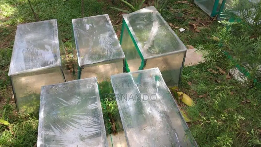 Fish Tanks With Items