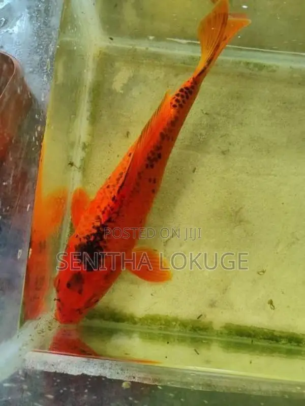Two Carp (One Foot Each)