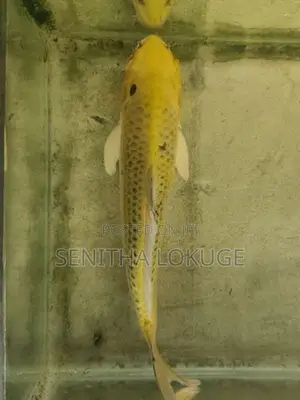 Two Carp (One Foot Each)