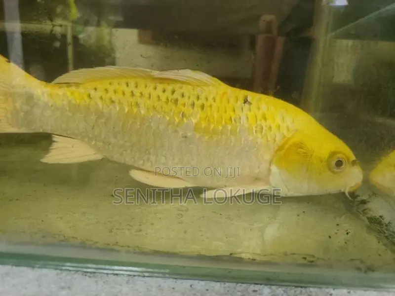 Two Carp (One Foot Each)