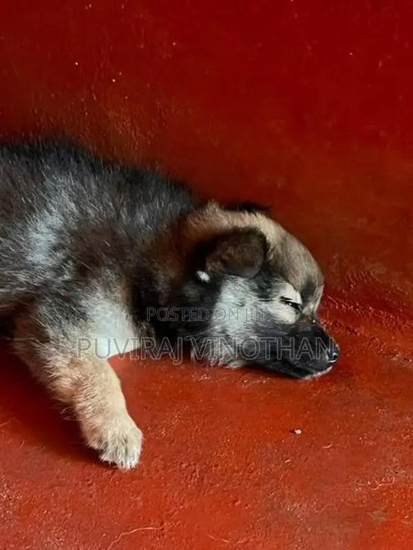 Spits Puppies - Females