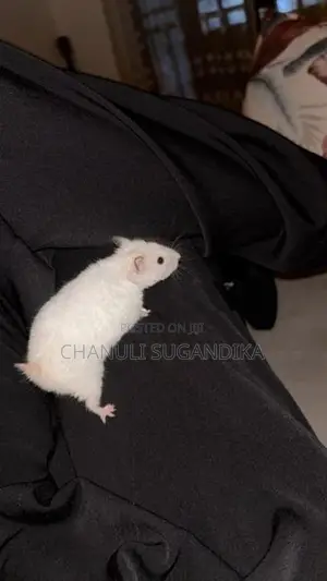 Mouse