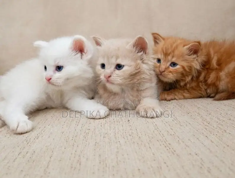Persian Kitten