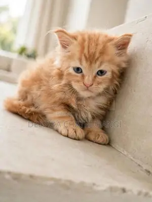 Persian Kitten