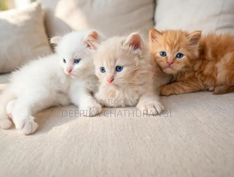 Persian Kitten