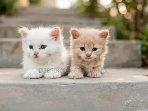 Persian Kitten