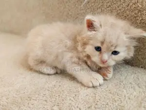 Persian Kitten