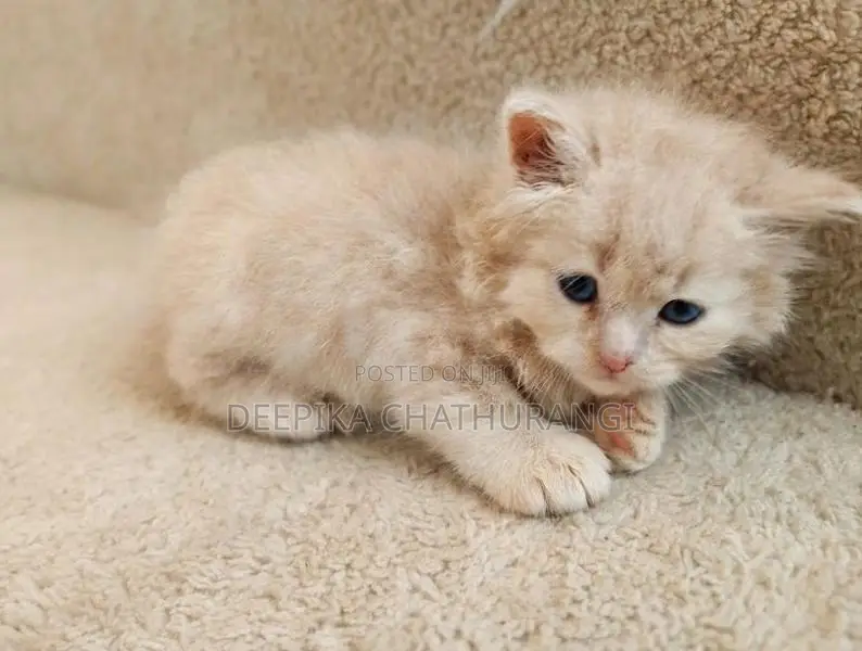 Persian Kitten
