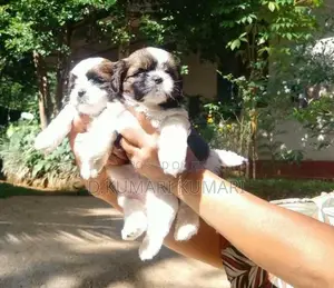 Shih Tzu Puppy