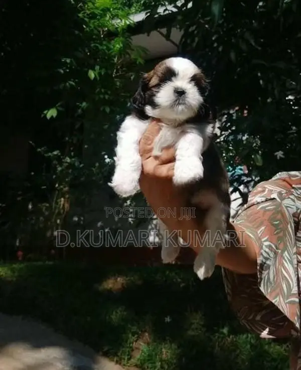 Shih Tzu Puppy